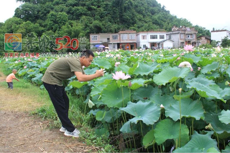 邓扒荷花、我们有个约会912 / 作者:234340932 / 帖子ID:232421