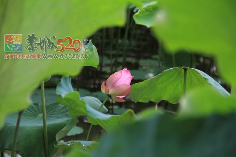 邓扒荷花、我们有个约会542 / 作者:234340932 / 帖子ID:232421