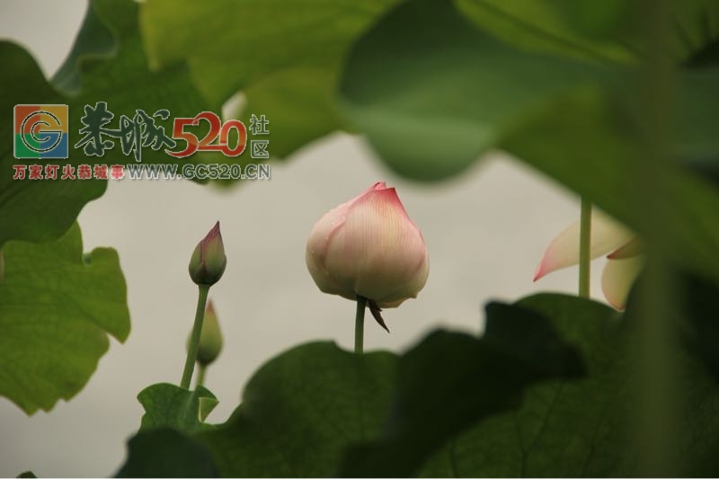 邓扒荷花、我们有个约会683 / 作者:234340932 / 帖子ID:232421