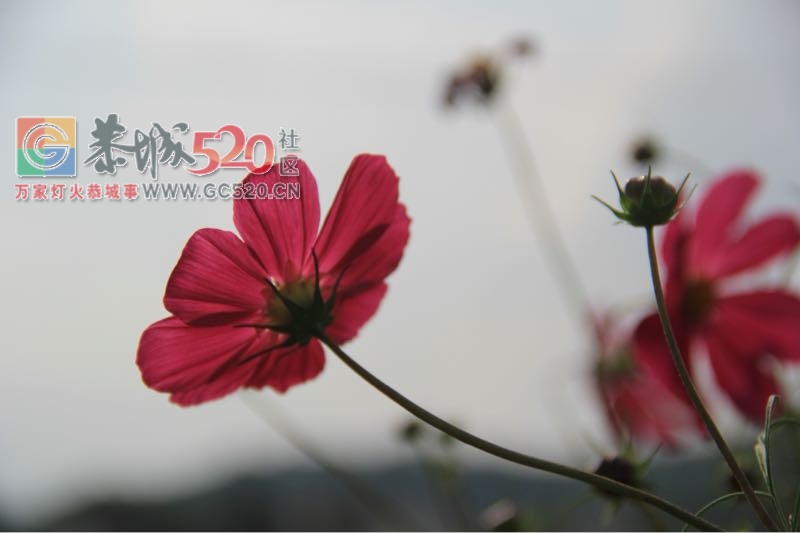 邓扒荷花、我们有个约会5 / 作者:234340932 / 帖子ID:232421