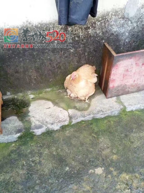 不要小看了鸡！鸡也会报恩的429 / 作者:山路十八弯 / 帖子ID:232439