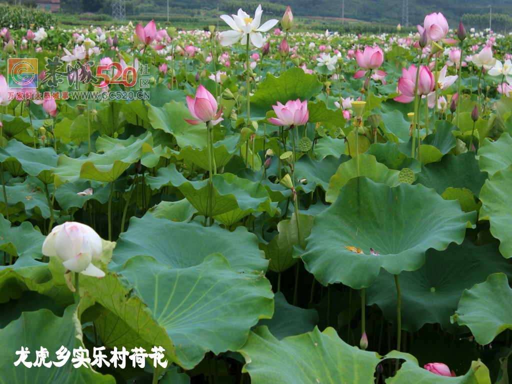 邓扒荷花、我们有个约会271 / 作者:龍虎袍哥 / 帖子ID:232421
