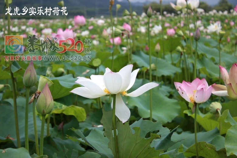 邓扒荷花、我们有个约会45 / 作者:龍虎袍哥 / 帖子ID:232421
