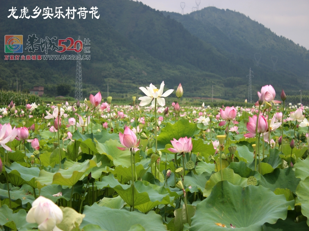 邓扒荷花、我们有个约会657 / 作者:龍虎袍哥 / 帖子ID:232421