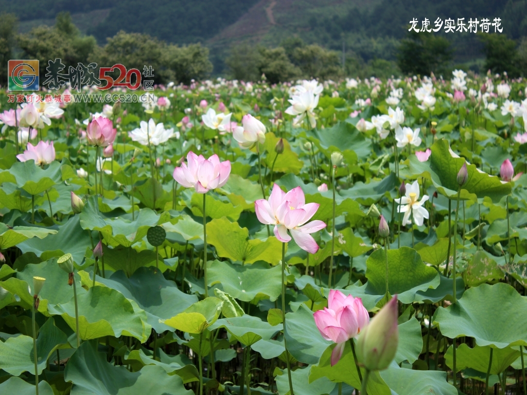 邓扒荷花、我们有个约会238 / 作者:龍虎袍哥 / 帖子ID:232421