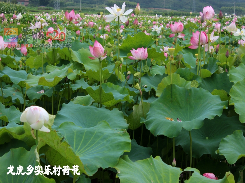 龙虎荷花一大片，证明我来过841 / 作者:龍虎袍哥 / 帖子ID:232477