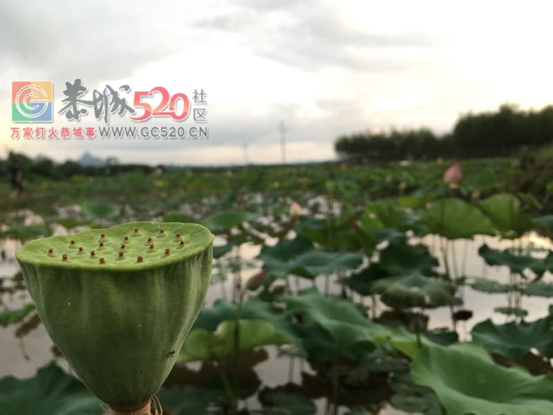茶余饭后的龙虎705 / 作者:234340932 / 帖子ID:232628