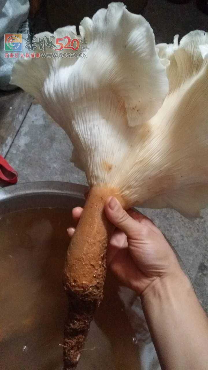 求助 520网友， 捡到一个脸盆大的菌子！ 不知道能不能吃？131 / 作者:赖拐 / 帖子ID:232661
