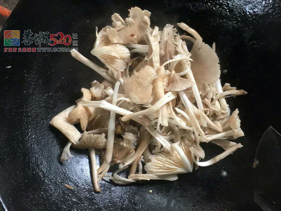 夏至菌709 / 作者:茶江余晖 / 帖子ID:232883
