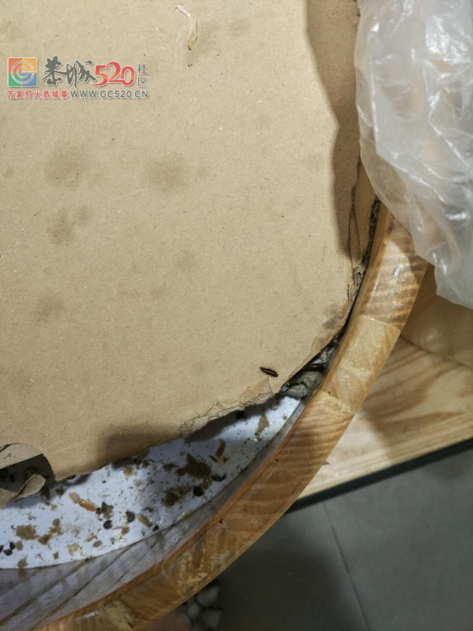 天和超市的干货上面全是小虫子，忒恶心了！891 / 作者:啤酒加烤串儿 / 帖子ID:233036