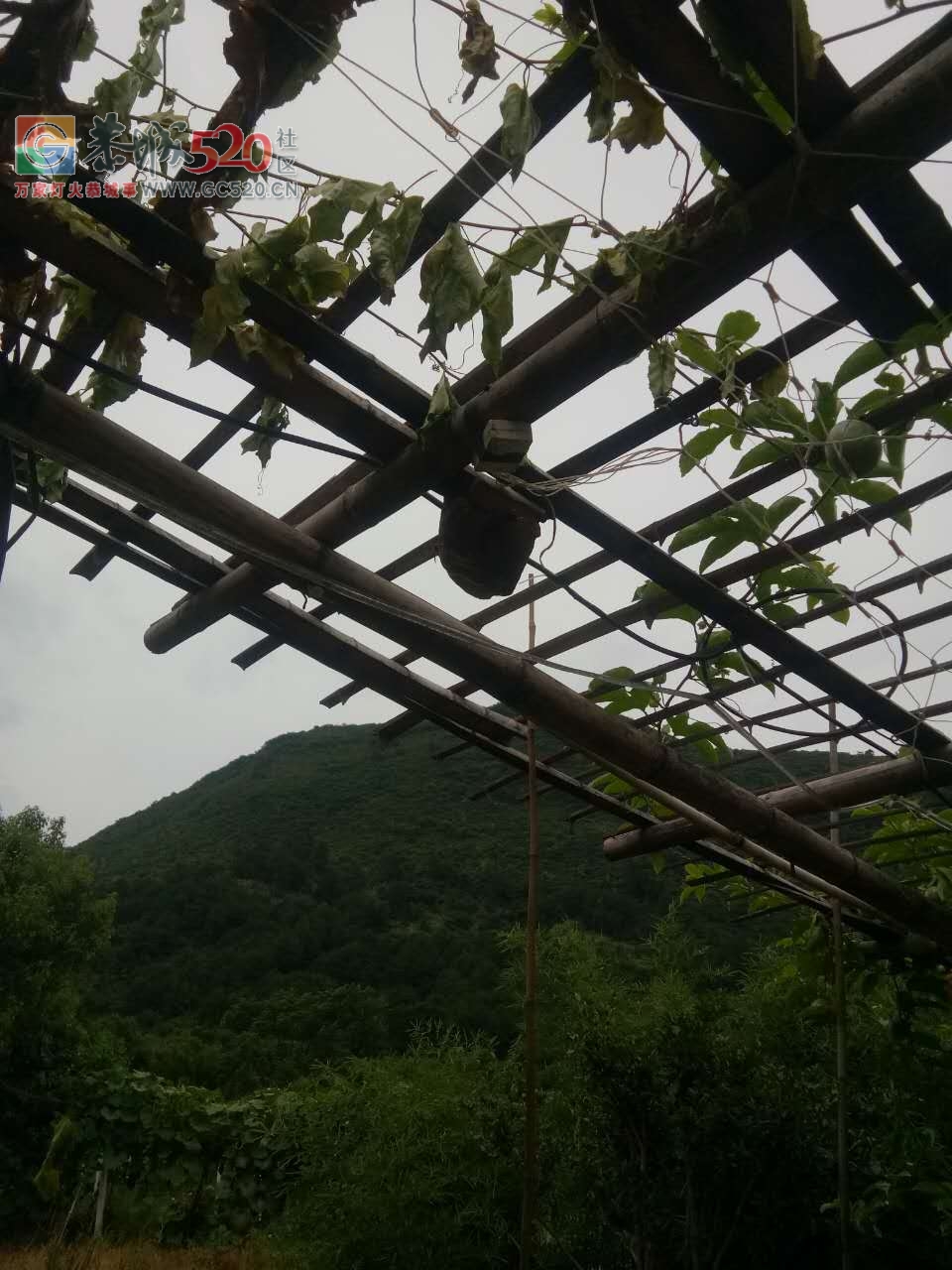 牛路头生态园通道百香果架上有一吊萝蜂，希望工作人员抓紧时间排除隐患！495 / 作者:蒋妹妹啊 / 帖子ID:233082