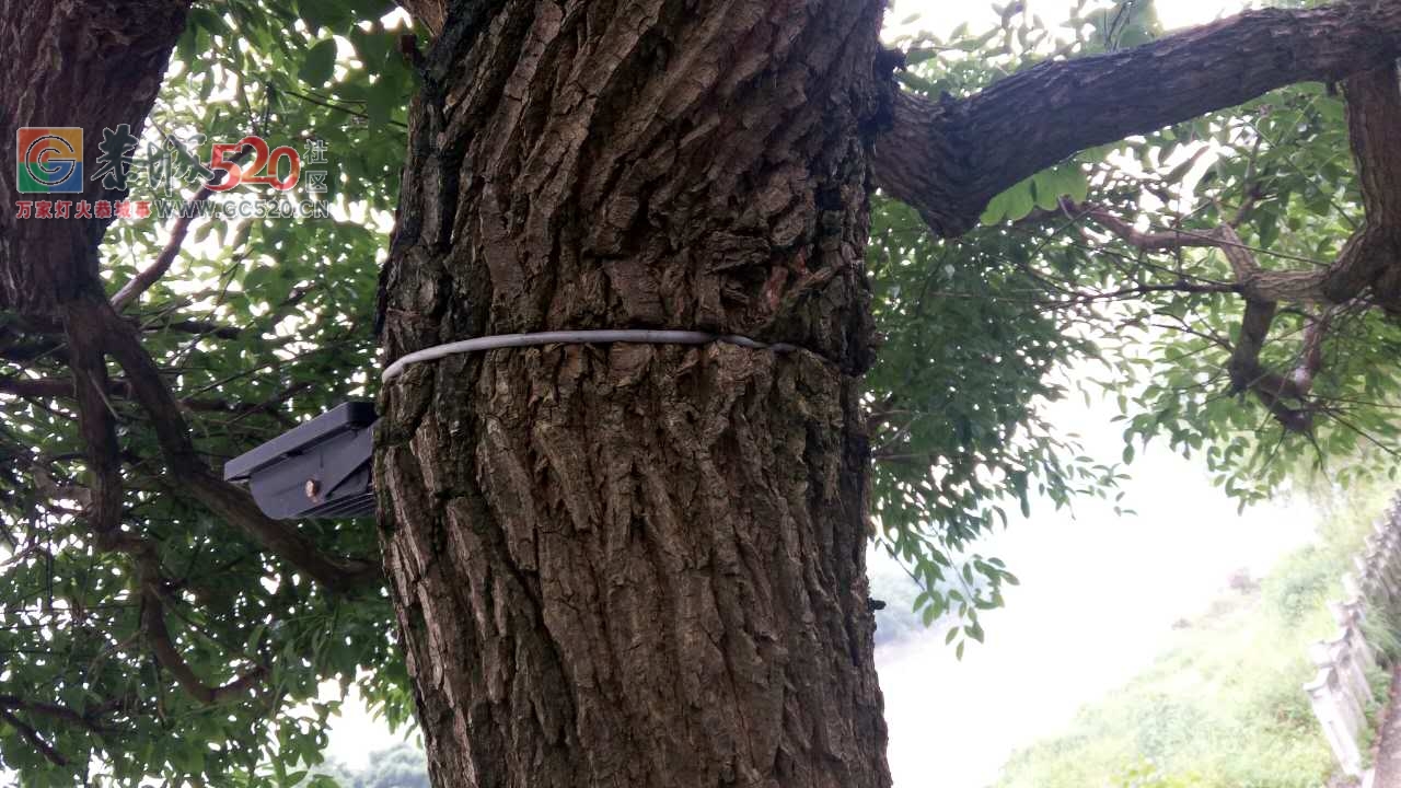滨江苑一带树上的紧箍咒何时除？337 / 作者:人艰不拆 / 帖子ID:233083