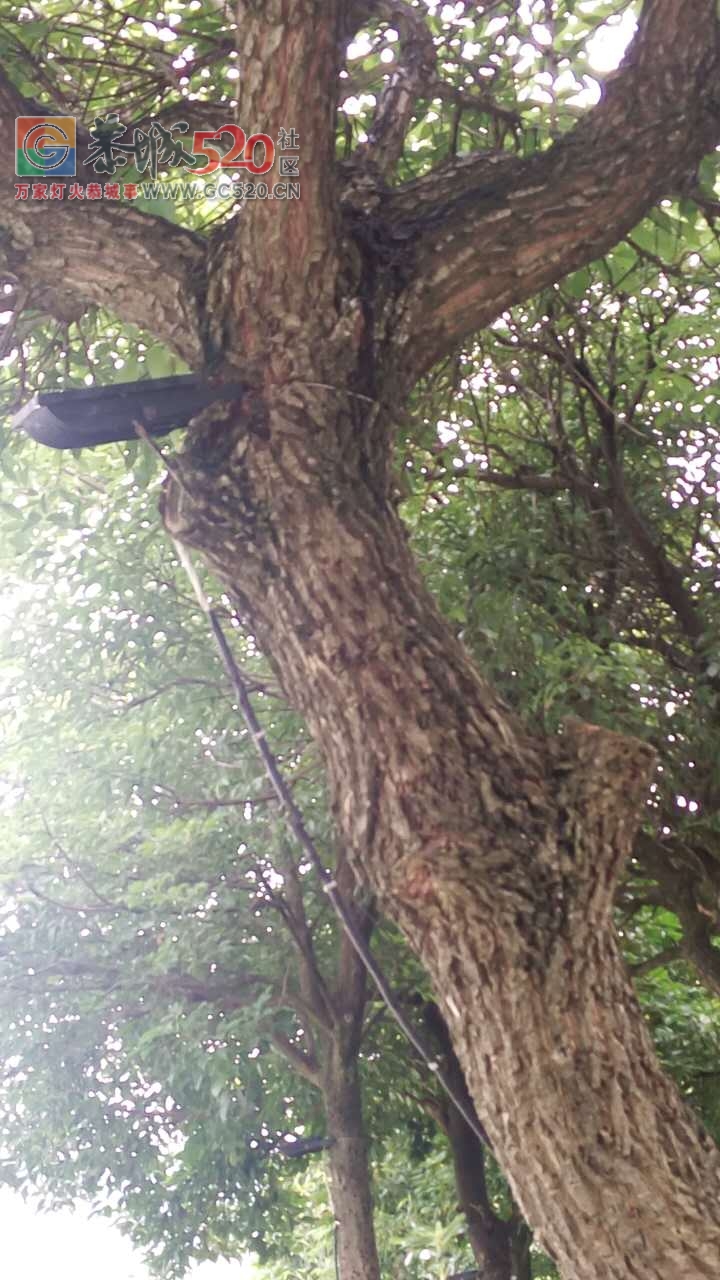 滨江苑一带树上的紧箍咒何时除？704 / 作者:人艰不拆 / 帖子ID:233083