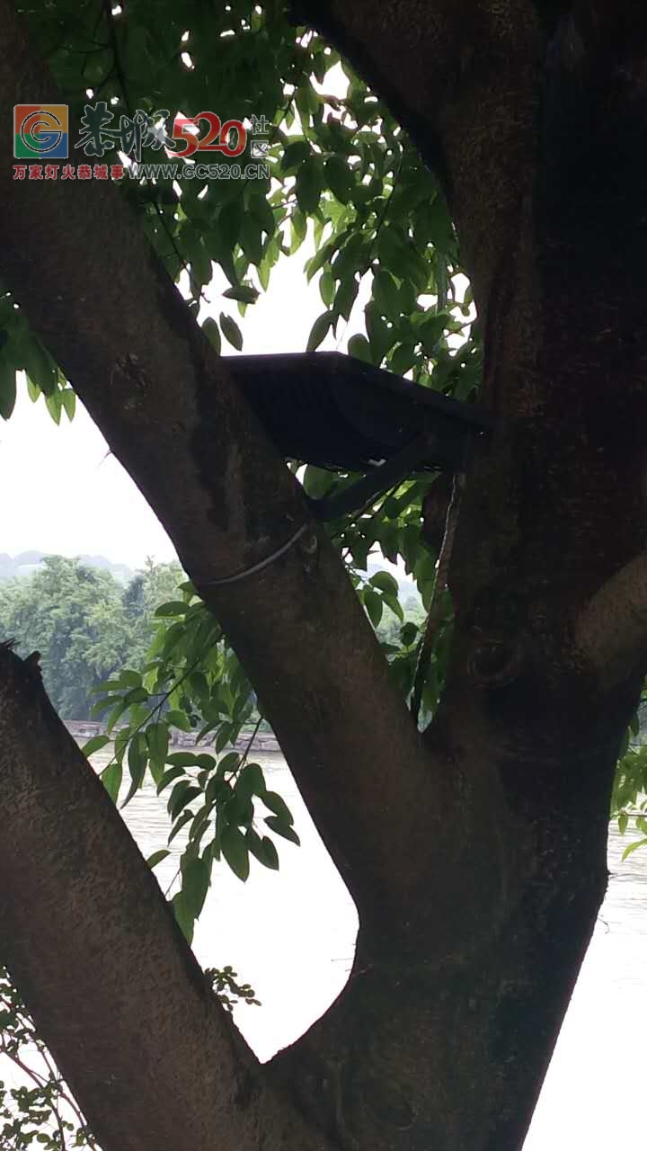 滨江苑一带树上的紧箍咒何时除？471 / 作者:人艰不拆 / 帖子ID:233083