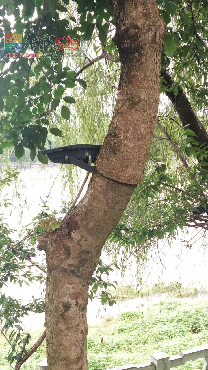 滨江苑一带树上的紧箍咒何时除？990 / 作者:人艰不拆 / 帖子ID:233083