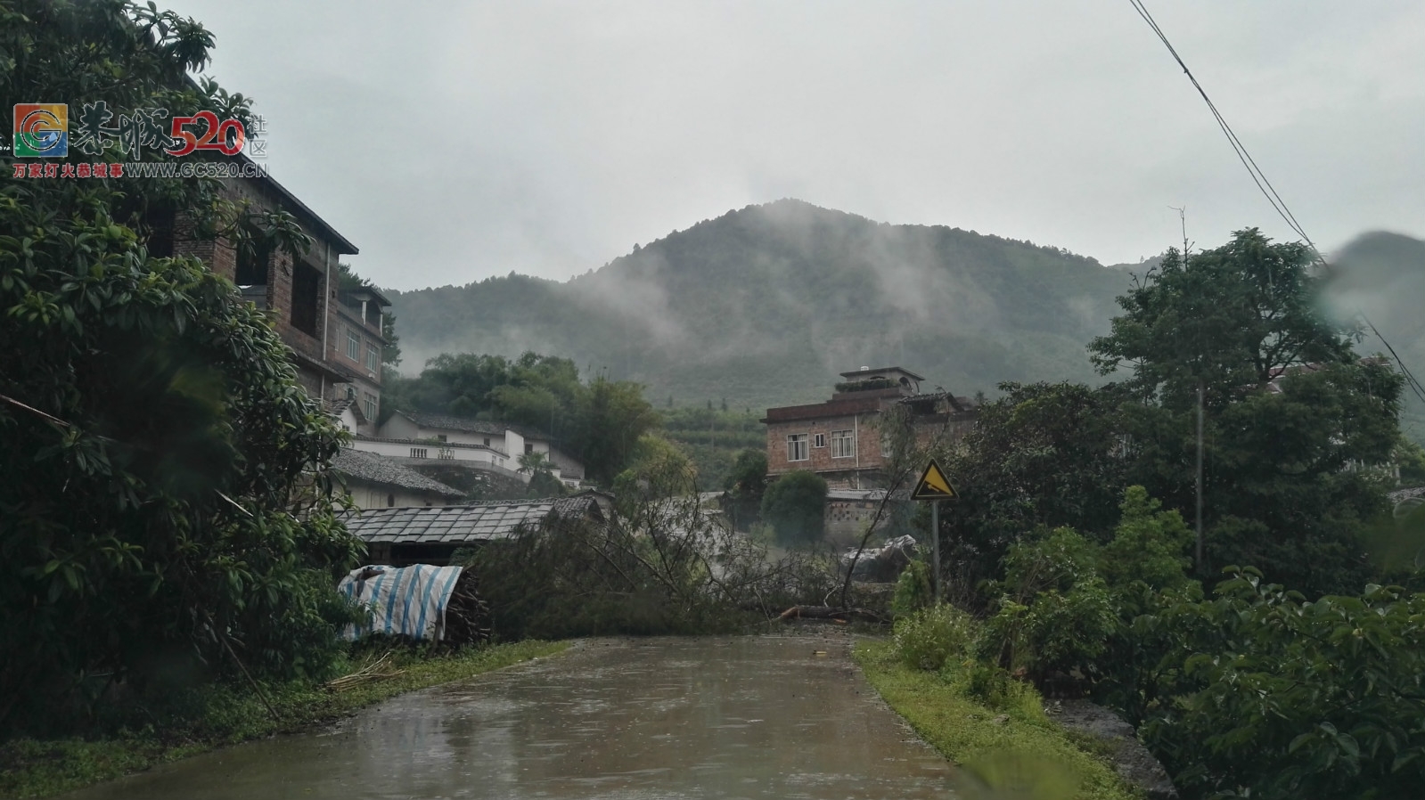 势江往白溪路段路上倒了一棵大树！挡住了去路只能转回头了103 / 作者:红花绿叶 / 帖子ID:233202