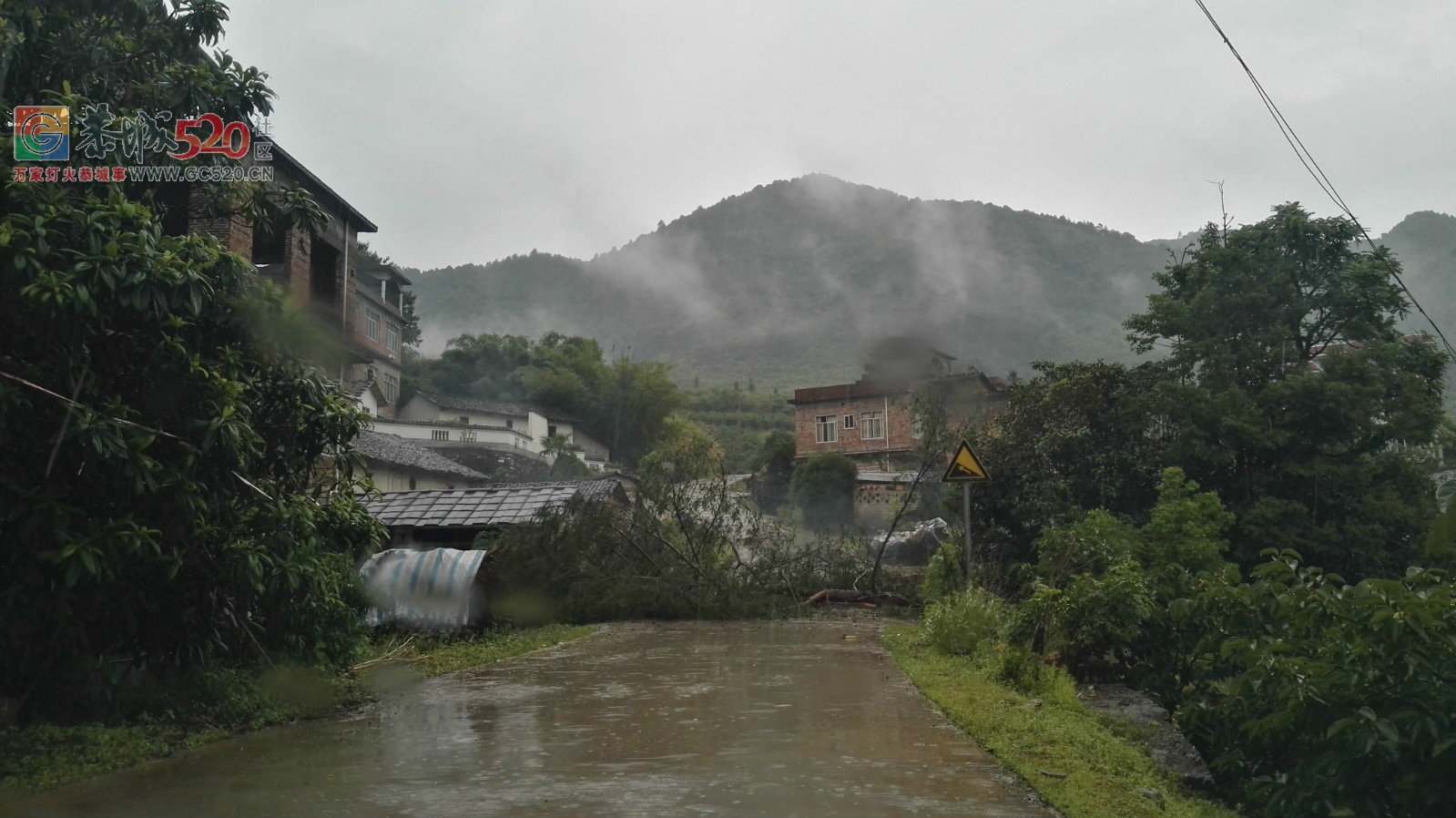 势江往白溪路段路上倒了一棵大树！挡住了去路只能转回头了530 / 作者:红花绿叶 / 帖子ID:233202