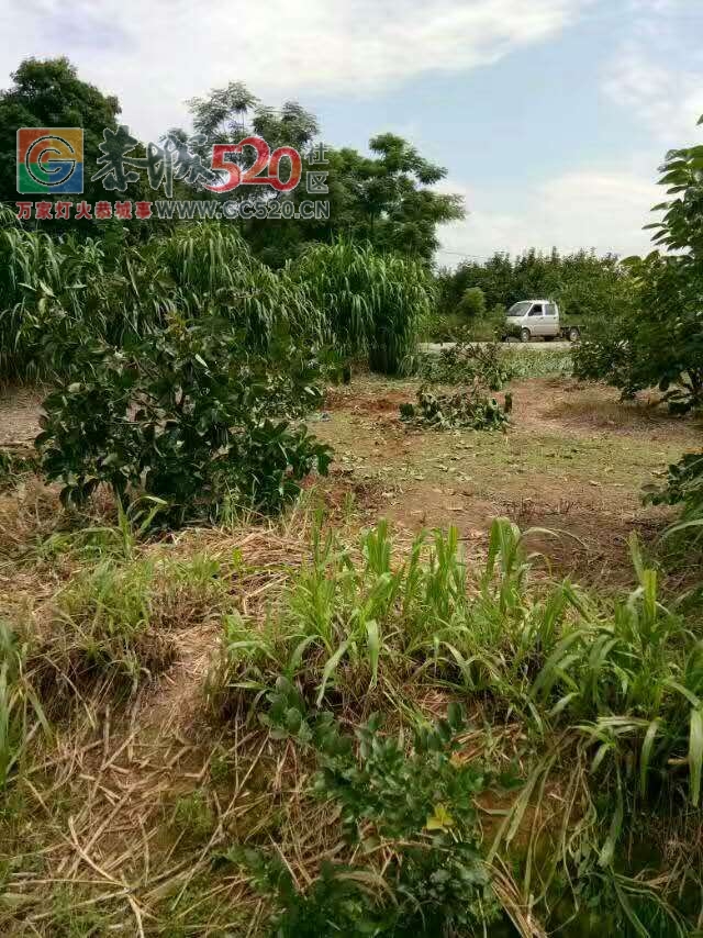 西岭一辆越野车车速过快冲到路边柿子园，车上4人一人昏迷！880 / 作者:登山涉水 / 帖子ID:233206
