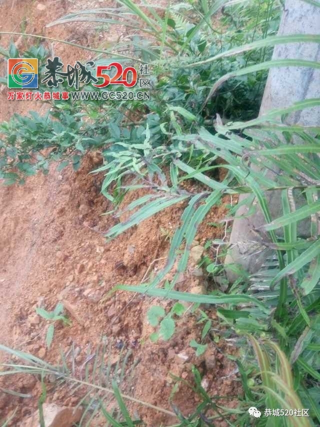 【恭城身边事】西岭主街一光缆杆断成两截；云盘村一高压电杆即将倒塌，过往百姓出...283 / 作者:社区小编 / 帖子ID:233353