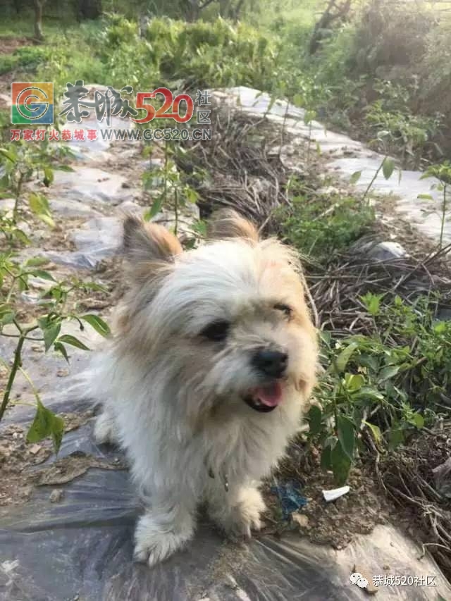 寻找爱犬，名叫啦啦，找到有酬谢！12 / 作者:快乐至上 / 帖子ID:233364
