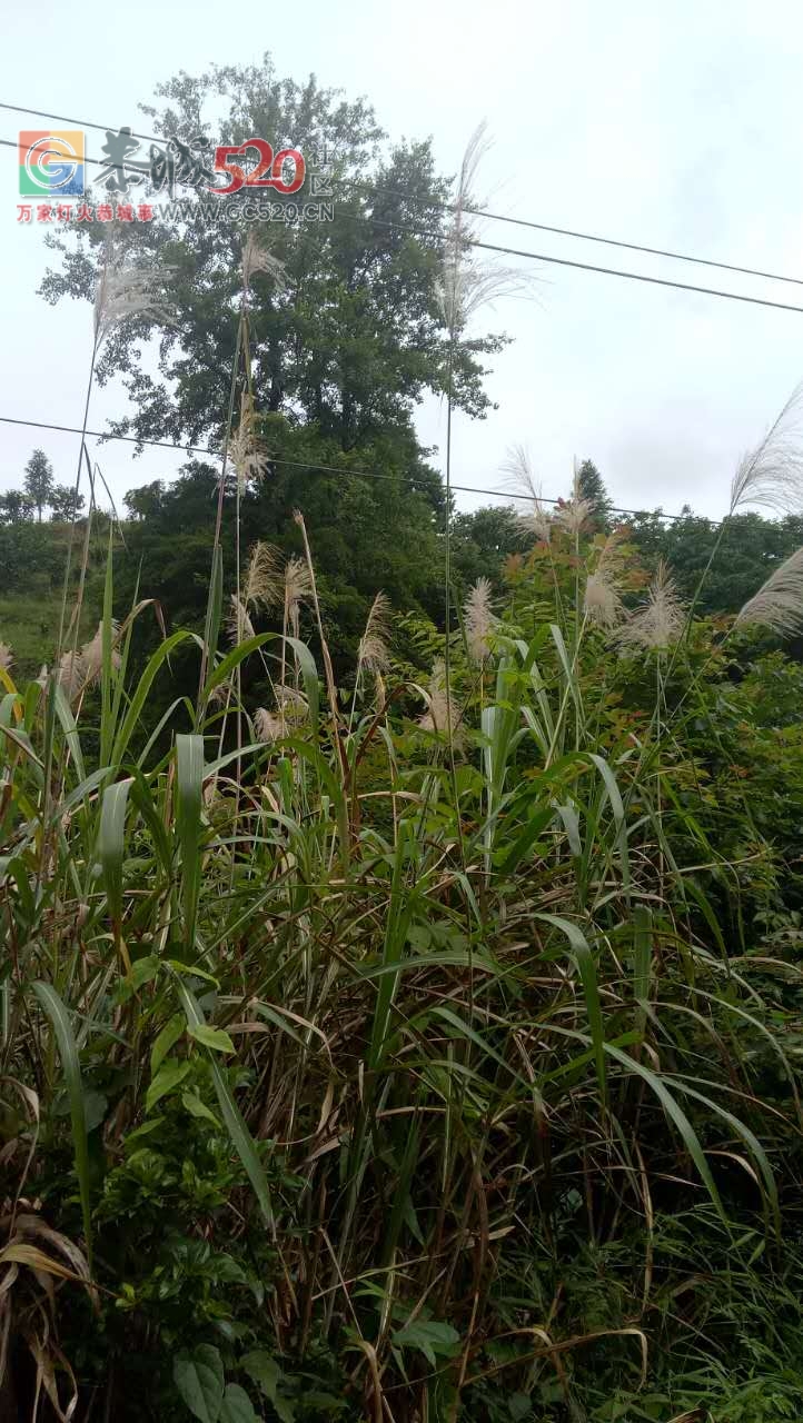黄泥岗梅子坪高压线太危险了！希望有关部门关注下！213 / 作者:莫在撩我啦 / 帖子ID:233382