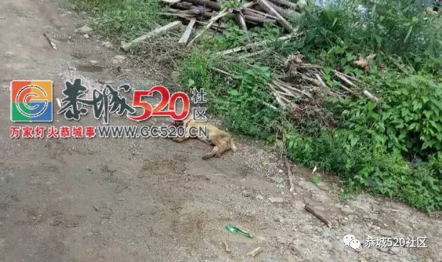 【恭城身边事】嘉会至西岭这条路成了摩托车司机们的硬伤；嘉会九板惊现疯狗，将一...864 / 作者:社区小编 / 帖子ID:233450