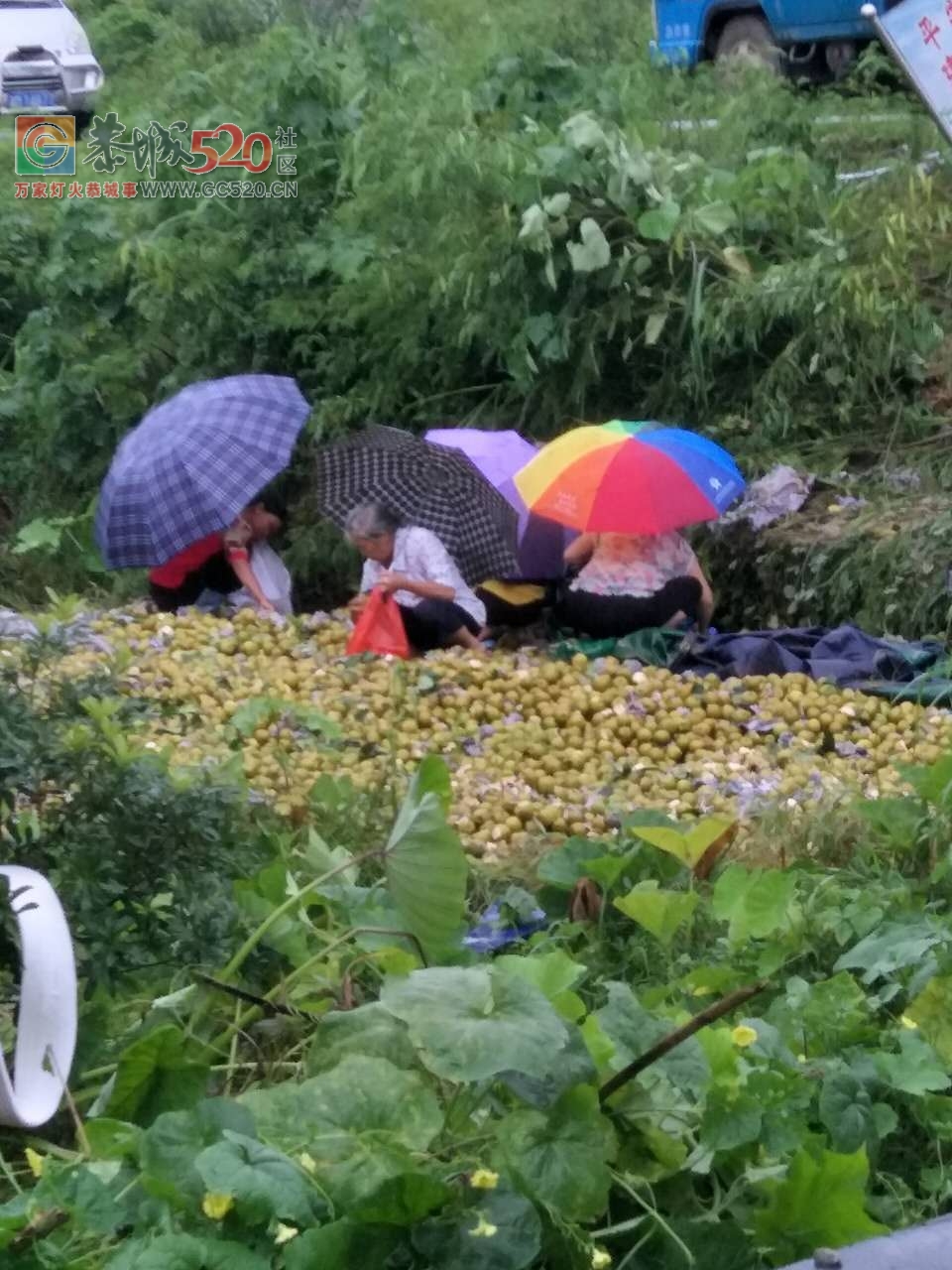 昨天四点左右一辆装满梨子的货车在栗木洞村旁翻下田里！696 / 作者:单身狗的生活 / 帖子ID:233455