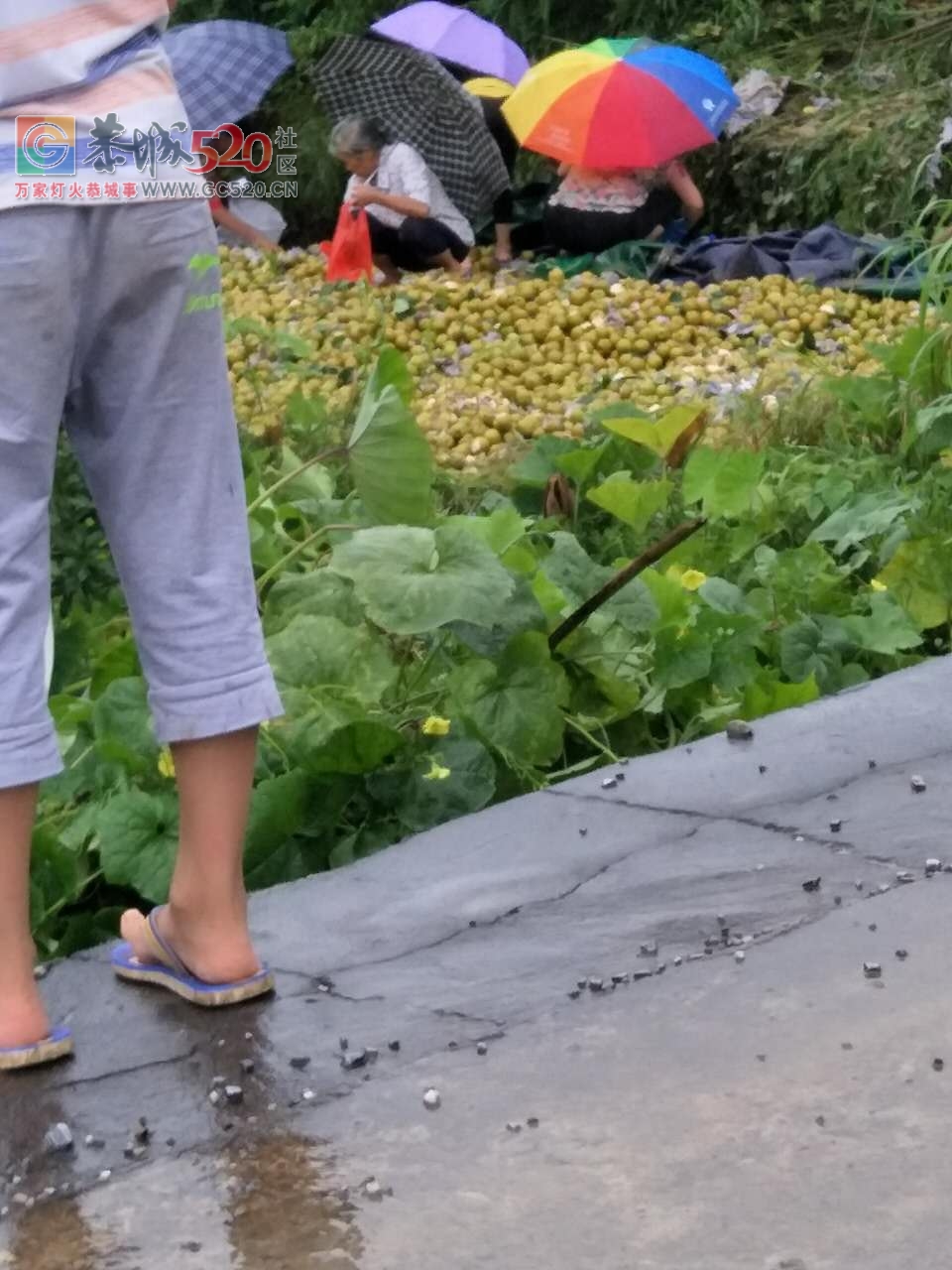 昨天四点左右一辆装满梨子的货车在栗木洞村旁翻下田里！968 / 作者:单身狗的生活 / 帖子ID:233455