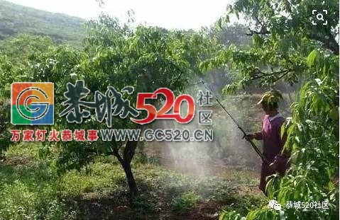 【恭城民生】近期天气阴晴不定，打了药水又马上下雨，愁坏恭城的柿农们！222 / 作者:社区小编 / 帖子ID:233529