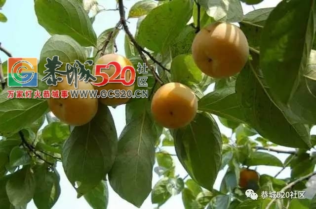 【恭城民生】近期天气阴晴不定，打了药水又马上下雨，愁坏恭城的柿农们！446 / 作者:社区小编 / 帖子ID:233529