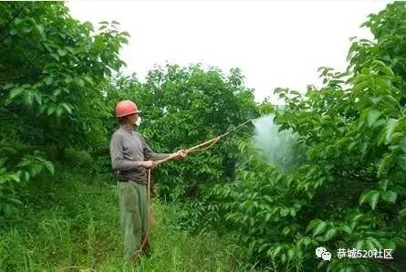 【恭城民生】近期天气阴晴不定，打了药水又马上下雨，愁坏恭城的柿农们！678 / 作者:社区小编 / 帖子ID:233529