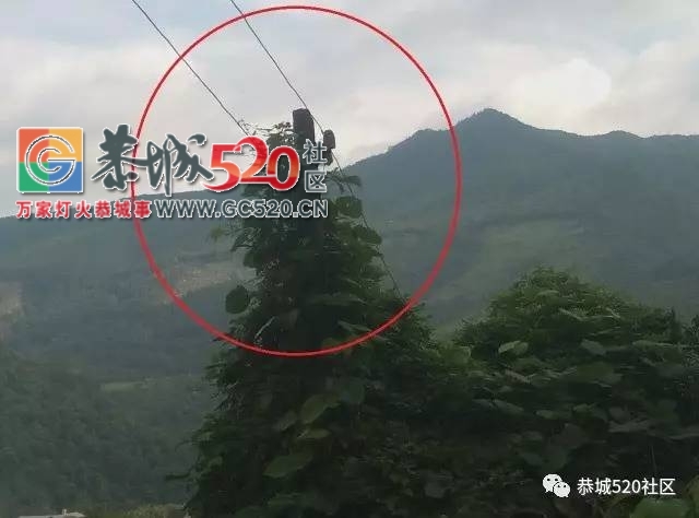 【恭城身边事】观音乡涧里源村藤蔓爬上电线杆；平安虎溪村变压器上竟然长出了草678 / 作者:社区小编 / 帖子ID:233569