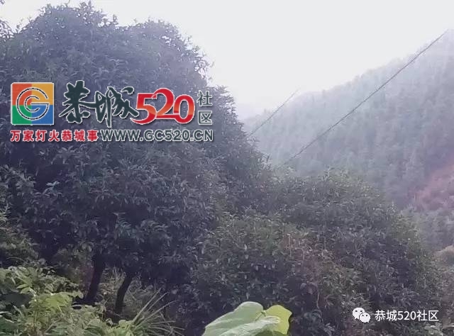 【恭城身边事】观音乡涧里源村藤蔓爬上电线杆；平安虎溪村变压器上竟然长出了草492 / 作者:社区小编 / 帖子ID:233569