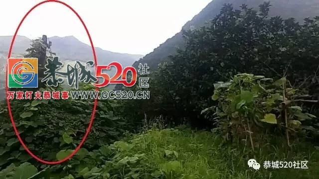 【恭城身边事】观音乡涧里源村藤蔓爬上电线杆；平安虎溪村变压器上竟然长出了草178 / 作者:社区小编 / 帖子ID:233569
