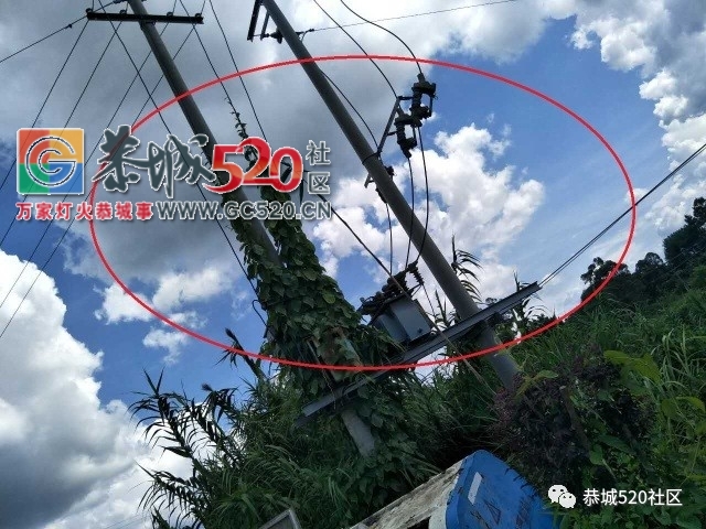 【恭城身边事】观音乡涧里源村藤蔓爬上电线杆；平安虎溪村变压器上竟然长出了草170 / 作者:社区小编 / 帖子ID:233569