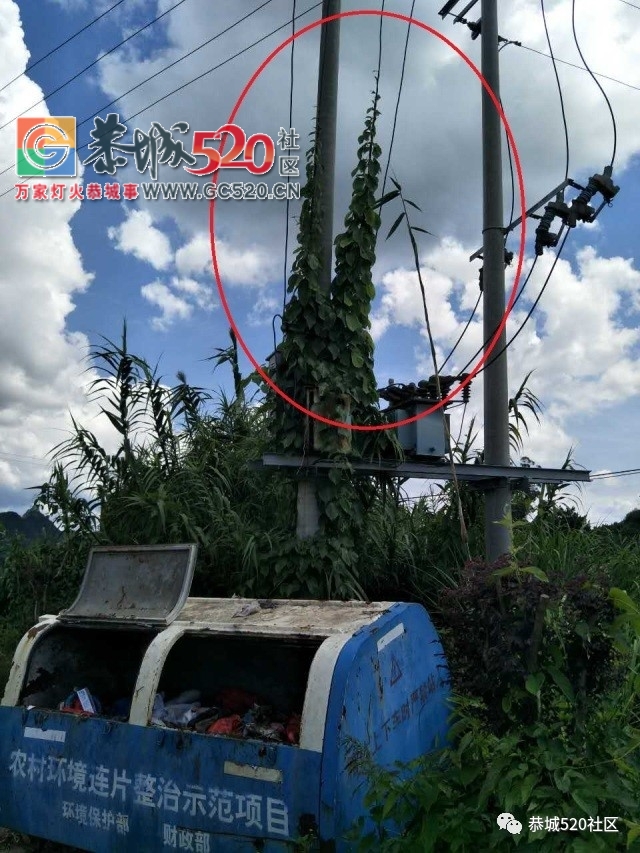 【恭城身边事】观音乡涧里源村藤蔓爬上电线杆；平安虎溪村变压器上竟然长出了草260 / 作者:社区小编 / 帖子ID:233569