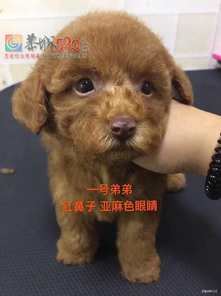 家养小体玩具泰迪宝宝出售777 / 作者:分类小编 / 帖子ID:233579
