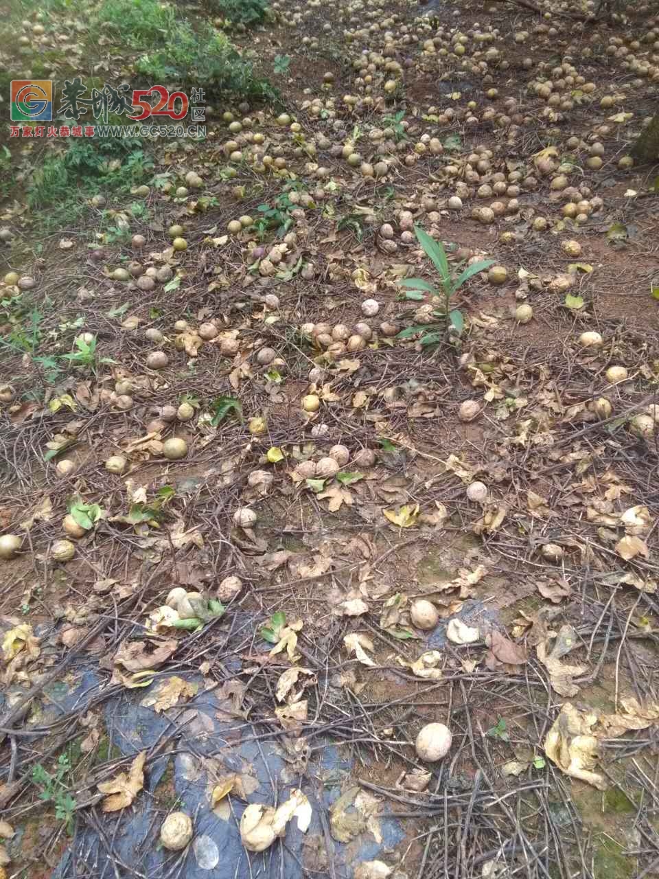 今年种的百香果全部落完！一年的收入成为泡影了。。。508 / 作者:狗婆蛇 / 帖子ID:233626