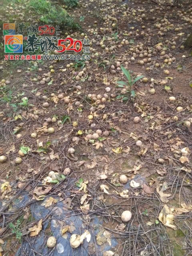 【恭城身边事】滨江菜市一小车无故遭殃；和平一水泥路成硬伤；百香果遇上强降雨；...746 / 作者:社区小编 / 帖子ID:233694