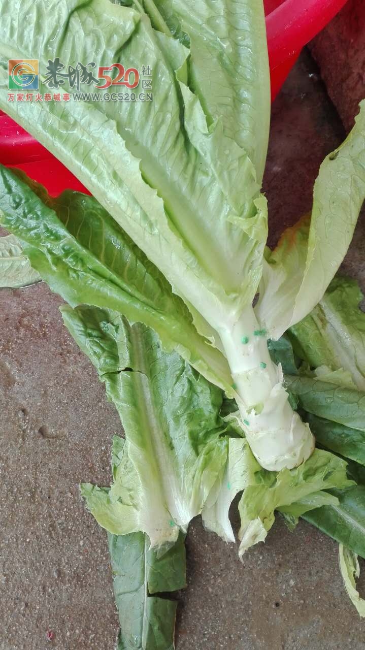 昨天买回来的菜上面有好多绿色的东西。想问能吃吗？753 / 作者:馨予 / 帖子ID:233739