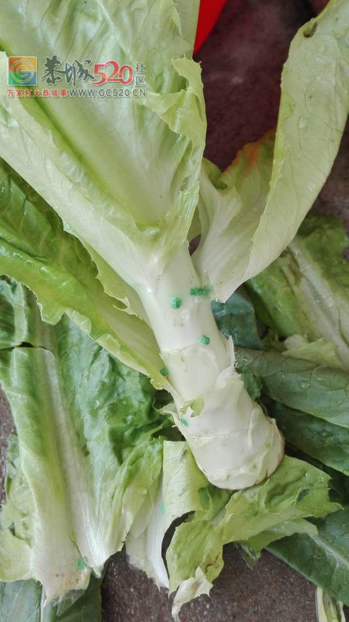 昨天买回来的菜上面有好多绿色的东西。想问能吃吗？108 / 作者:馨予 / 帖子ID:233739