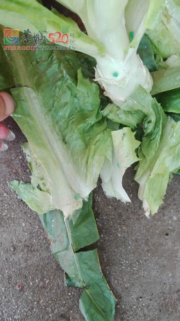 昨天买回来的菜上面有好多绿色的东西。想问能吃吗？744 / 作者:馨予 / 帖子ID:233739