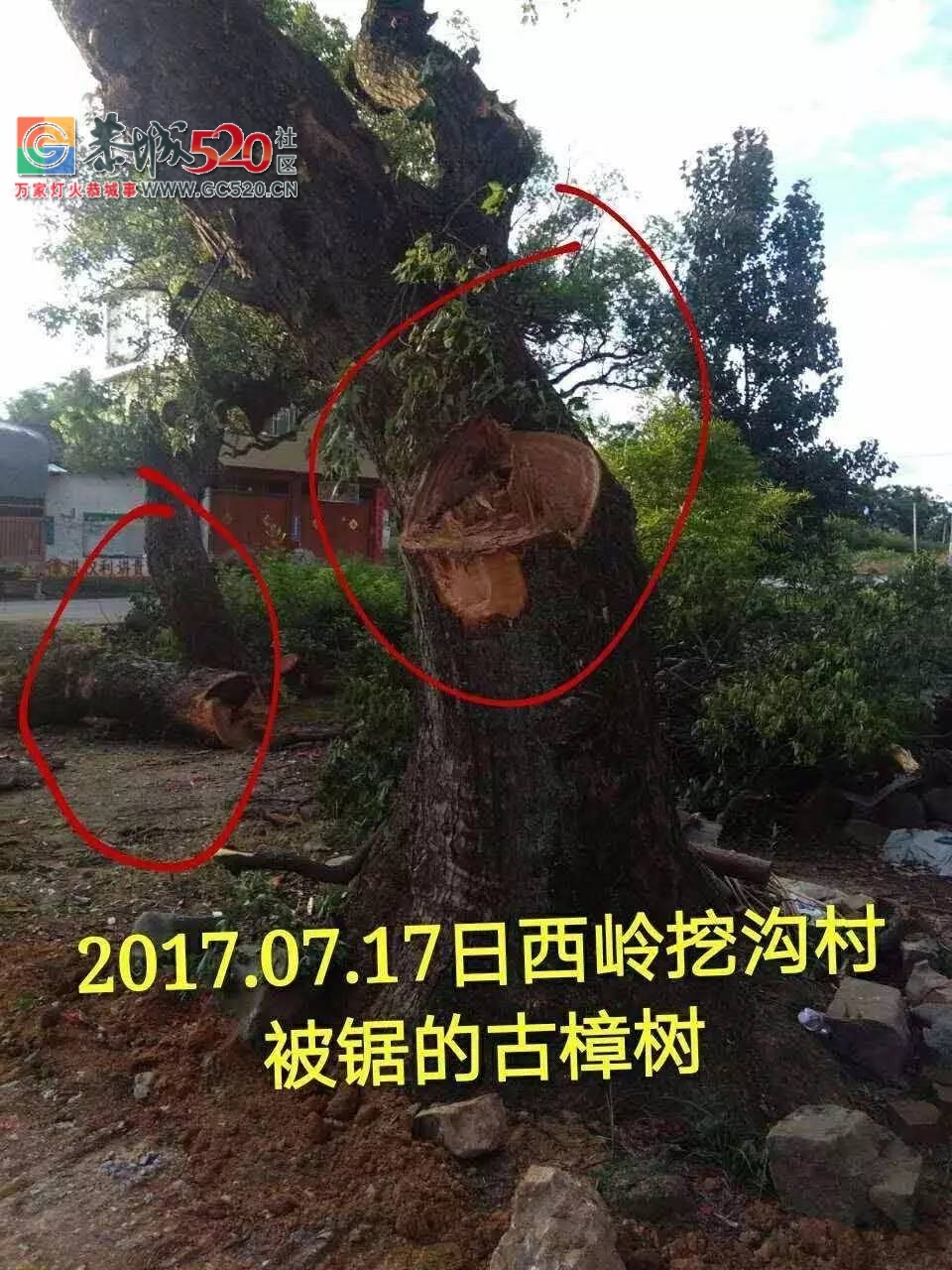 西岭镇挖沟村古树之殇：村上百年古树树遭砍伐，村民气愤又心疼！背后究竟有哪些原因？804 / 作者:社区小编 / 帖子ID:233804