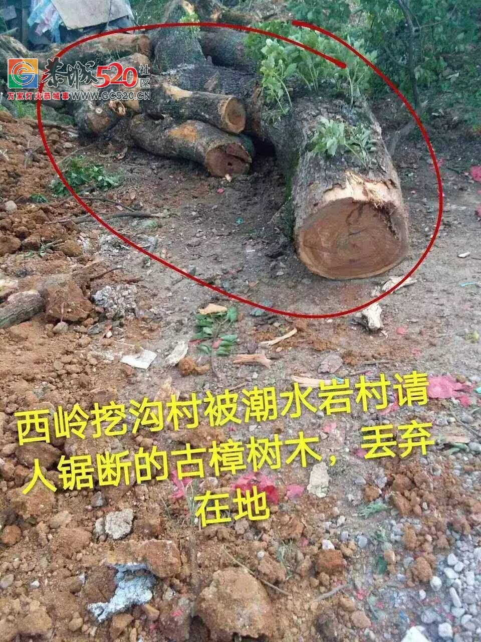 西岭镇挖沟村古树之殇：村上百年古树树遭砍伐，村民气愤又心疼！背后究竟有哪些原因？221 / 作者:社区小编 / 帖子ID:233804