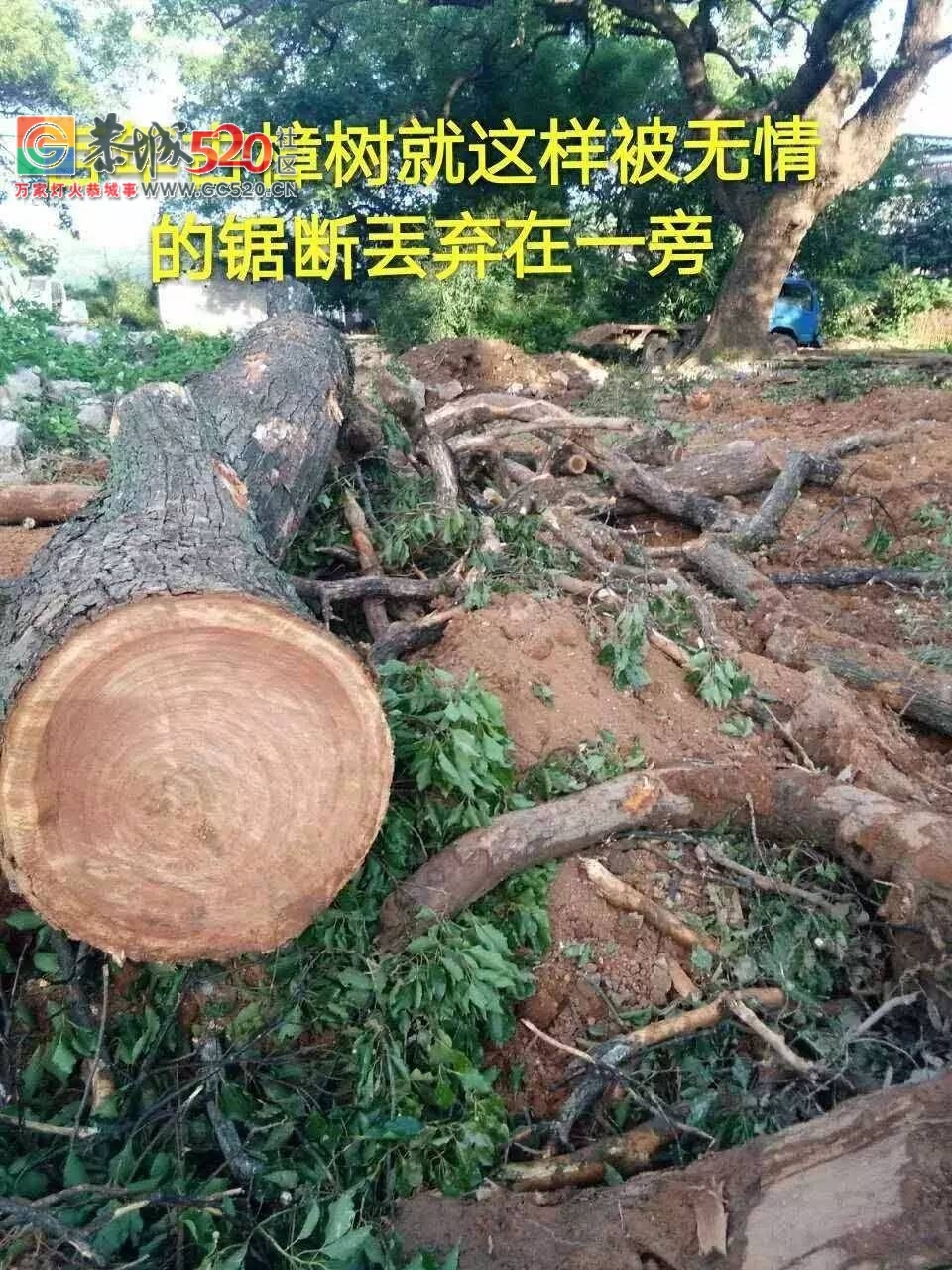 西岭镇挖沟村古树之殇：村上百年古树树遭砍伐，村民气愤又心疼！背后究竟有哪些原因？214 / 作者:社区小编 / 帖子ID:233804