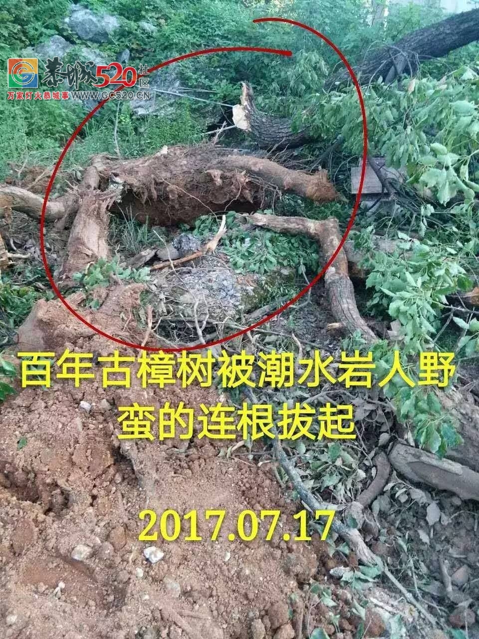 西岭镇挖沟村古树之殇：村上百年古树树遭砍伐，村民气愤又心疼！背后究竟有哪些原因？32 / 作者:社区小编 / 帖子ID:233804