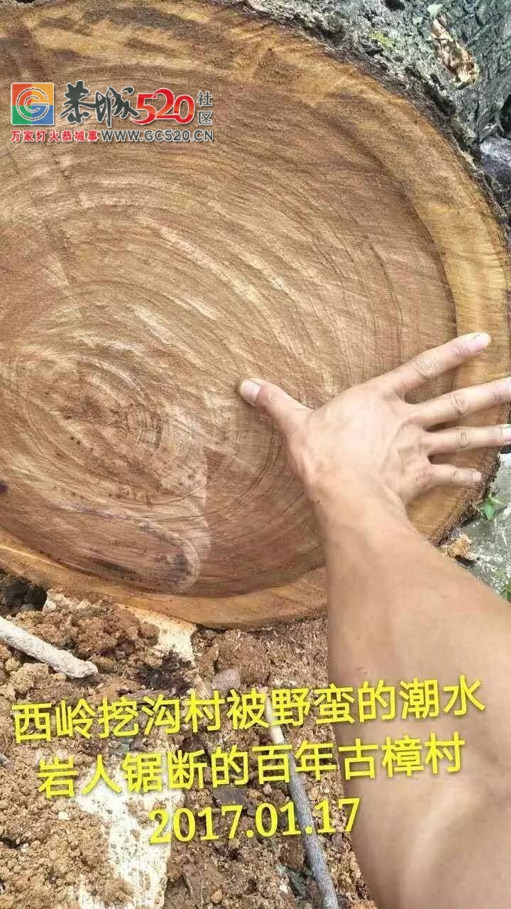 西岭镇挖沟村古树之殇：村上百年古树树遭砍伐，村民气愤又心疼！背后究竟有哪些原因？340 / 作者:社区小编 / 帖子ID:233804