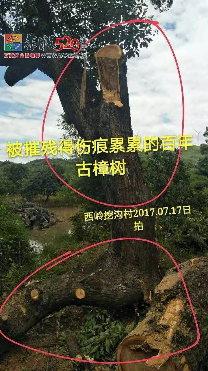 西岭镇挖沟村古树之殇：村上百年古树树遭砍伐，村民气愤又心疼！背后究竟有哪些原因？706 / 作者:社区小编 / 帖子ID:233804