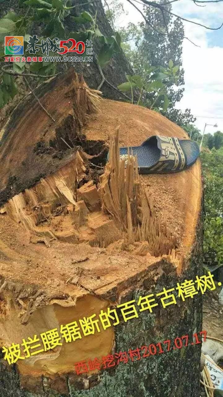 西岭镇挖沟村古树之殇：村上百年古树树遭砍伐，村民气愤又心疼！背后究竟有哪些原因？709 / 作者:社区小编 / 帖子ID:233804