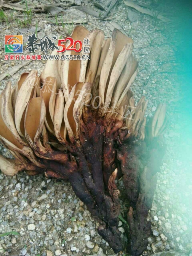【恭城身边事】平安乡下山源一村民深山里捡到会吐烟的不明植物，有谁见过？47 / 作者:社区小编 / 帖子ID:233883